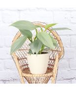 1 Pcs Silver Sword Philodendron - Natural Eco Pot - 4&quot; Diameter Live Plant - £48.42 GBP
