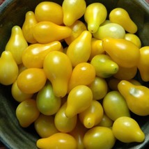 300 Seeds Yellow Pear Tomato Lycopersicon Lycopersicum Fruit Fresh - £10.15 GBP