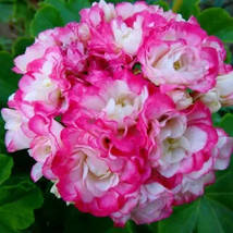 Geranium Hydrangea-shaped peach pink and white colors Flowers, 10 seeds - £9.55 GBP