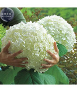 Hydrangea Arborescens White Flower Seeds 15 Seeds Big Blooming Perennial... - $16.95 CAD