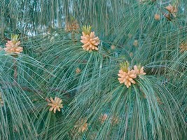 Himalayan White Pine Pinus Wallichiana 20 SeedsFrom US - £6.45 GBP