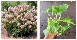 NEW! Munchkin Dwarf Oakleaf Hydrangea - Starter Plant ( 7L ) ( 1 live plant ) - £33.03 GBP