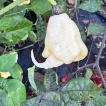 Seeds USA Seller White Reaper Capsicum Chinense Seeds - £8.61 GBP