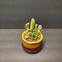 Ogre Ear Jade Succulent, Variegated Gollum Jade, in Ceramic Planter image 2