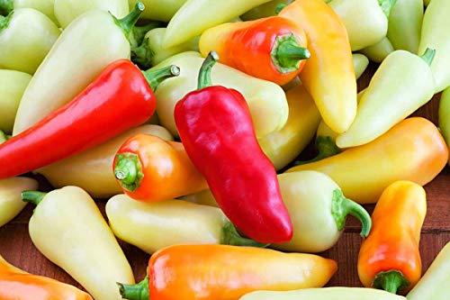 Santa Fe Grande Pepper Seeds - 500 Count Seed Pack - Non-GMO - A Sweet, mild, So