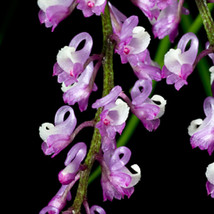 SCHOENORCHIS JUNCIFOLIA PENDANT SMALL ORCHID MOUNTED - £25.80 GBP