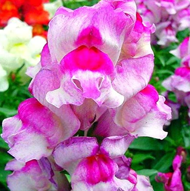 200 Pcs/Pack Antirrhinum Snapdragon Bonsai Jardin Fragrant Dwarf Potted ... - $4.99