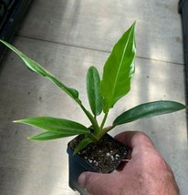 Live plant  - Philodendron Narrow - &#39;Jungle Boogie&#39; or &#39;Tigers Tooth&#39; - $40.99