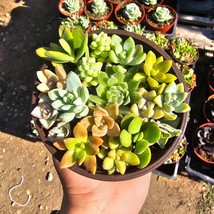 Succulent Combo Pot | Assorted Succulents | Host Gift | Gift for Friend ... - $203.69 MXN