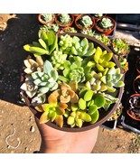 Succulent Combo Pot | Assorted Succulents | Host Gift | Gift for Friend ... - $15.09 CAD