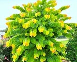 The Rising Sun Redbud 20 Authentic Seeds - Cercis Canadensis - $6.75