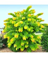 The Rising Sun Redbud 20 Authentic Seeds - Cercis Canadensis - $6.75