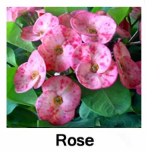 1 Live Starter Plant ROSE Euphorbia Milii Flower for Garden - $42.00