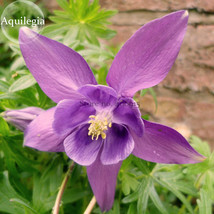 Aquilegia Amethyst Light Purple Garden Columbine 50 seeds beautiful annual - £6.45 GBP