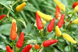 Fresh Garden 30 Tabasco Hot Pepper Seeds Hot Chili Pepper Made Tabasco S... - $8.89