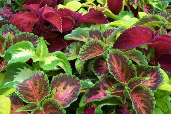 Coleus Colorful Shade Foliage Flowr 435 Seeds Usa Garden - £2.43 GBP