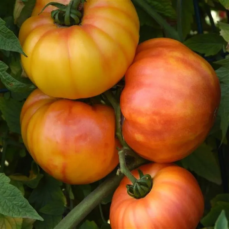 25 Buffalosun Tomato Seeds Garden Seeds Easy To Grow - £19.65 GBP