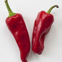 Aleppo Chile Hot Pepper Usa Seller Garden - £9.32 GBP