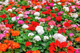 10 Mixed Colors Geranium Pelargonium Zonale Pink Purple Red Salmon Flower Seeds  - $14.50