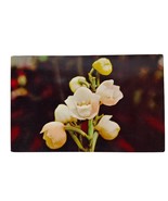 Postcard Flor Del Espiritu Santo Holy Ghost Orchid Panama Flower Chrome ... - $6.94 CAD