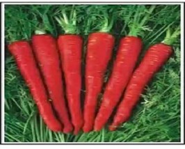 20 + Atomic Red Carrot Seeds  Mild Sweet Flavor  Garden Planting From Us - $8.25