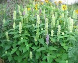 Sale 500 Seeds Giant Yellow Hyssop Agastache Nepetoides Herb Flower  USA - £7.93 GBP