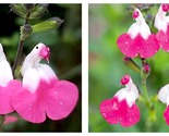 50 Seeds Salvia microphylla Pink Lips Garden - £27.85 GBP