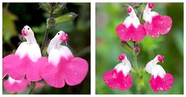 50 Seeds Salvia microphylla Pink Lips Garden - £27.85 GBP