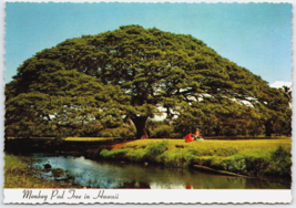 Continental Postcard Monkey Pod Tree Hawaii&#39;s Main Hardwood - £3.48 GBP