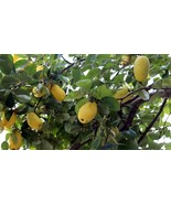 MBK 5 Bright Green Weeping Willow Tree 14 24In Tall Salix Babylonica Bar... - $80.83 CAD