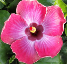 RUM RUNNER Rooted Tropical Hibiscus Plant Ships Bare Root - £56.01 GBP