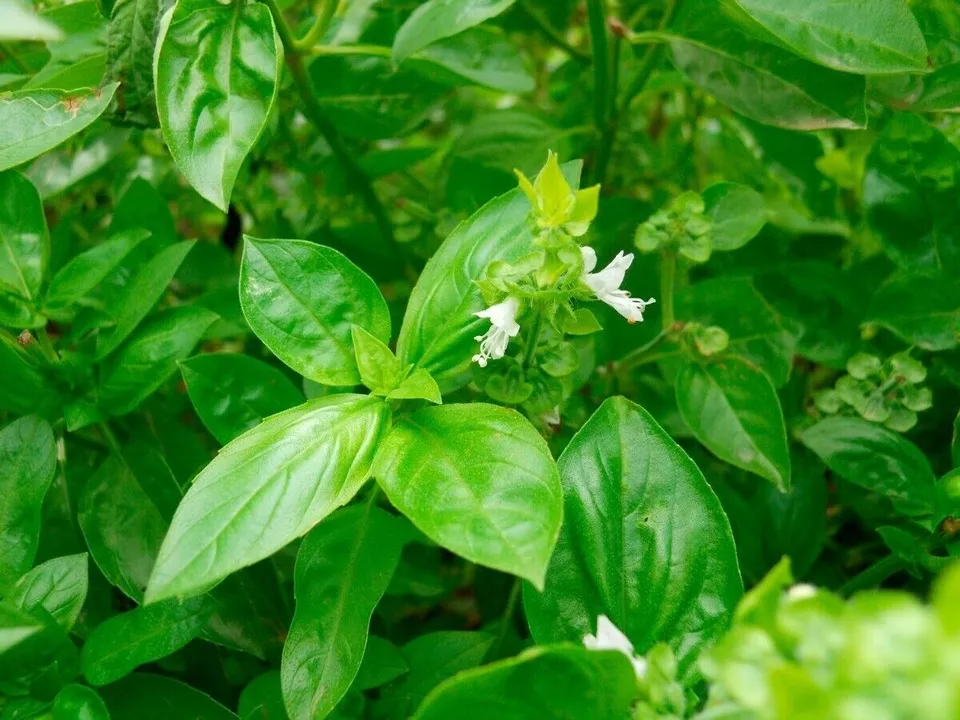 Clove Scebted Basil 250 seeds NON-GMO - £5.46 GBP