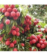 SEPTH Litchi Chinensis 5 Seeds Fragrant Chinese Strawberry Lychee Fruit Tree - $12.87