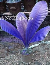 100 Pcs/Bag Purple Travelers Palm Flores Bonsai Ravenala Madagascariensi... - $10.29