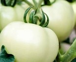 Great White Tomato Beefsteak Seeds 50 Seeds Non-Gmo Fast Shipping - $7.99