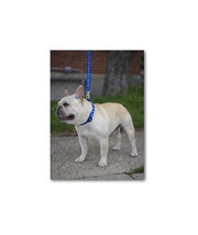 ✅Hartz Collar  Dog Chains - £5.58 GBP