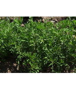 SHIPPED FROM US 200 Black Lentil Culinaris Vegetable Legume Sprouts Seeds, LC03 - $15.00