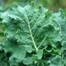 400 Seeds Premier Kale NON-GMO Vegetable - £14.38 GBP