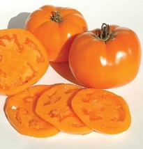 BEST 50 Seeds Easy To Grow Tye-Dye Tomato Hybrid Vegetable Tomatoe - $10.00
