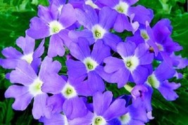 Verbena Seeds Obsession Light Blue With Eye 50 Verbena Seeds Garden USA Seller - £9.52 GBP