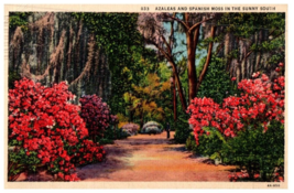 Azaleas and Spanish Moss in the sunny south Flowers Postcard Posted 1938 - £7.10 GBP