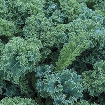 300 Seeds Blue Curled Scotch Kale Heirloom Seeds Quick Bloom Lush Gardens - $8.35