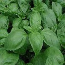 Basil Seeds 5000 Seeds Italian Large Leaf Basil Garden USA Seeds - $8.00