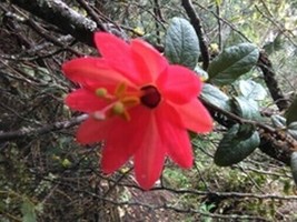 Fresh Passiflora adulterina Passion Flower Vine 5 Seeds US Seller - $29.90