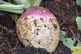 Grow In US Rutabaga Seed American Purple Top Heirloom Non Gmo 25 Seeds - £6.91 GBP