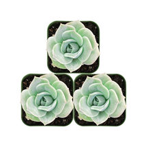 2&quot; Plant pot 3 packs Live Echeveria Lovely Rose Succulent Plants fully Rooted - £24.11 GBP