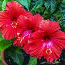 Madagascar Hibiscus Moscheutos Hibiscus Starter Seeds Rose Of Sharon Hs6819 From - $9.36