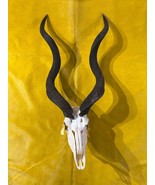 Real Kudu Skull - Real African Cape Kudu Skull - Horns are 39&quot; and 40&quot; long - €596,86 EUR
