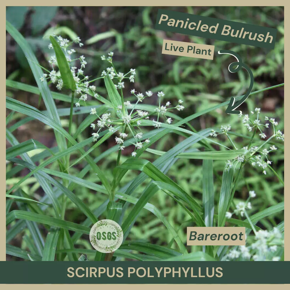 Bareroot Scirpus polyphyllus Leafy Bulrush Wetland Restoration Fresh - $16.71