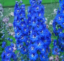 200 Cobalt Dreams Delphinium Seeds Non-GMO, Heirloom, Fast Shipping - £6.92 GBP